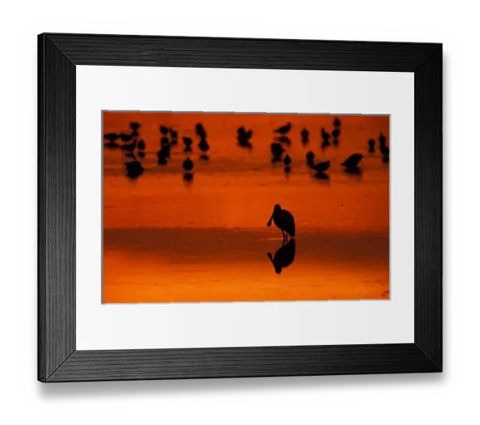 Framed Print : Sanibel, FL Sunset silhouette of a roseate spoonbill, Ajaia ajaja, on the tidal Framed Print : Sanibel, FL Sunset silhouette of a roseate spoonbill, Ajaia ajaja, on the tidal