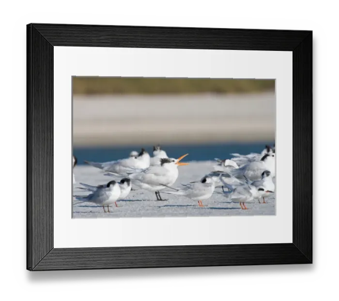 Framed Print : Royal terns, Sterna maxima, at Fort De Soto Park in Pinellas County, Florida. Winter Framed Print : Royal terns, Sterna maxima, at Fort De Soto Park in Pinellas County, Florida. Winter