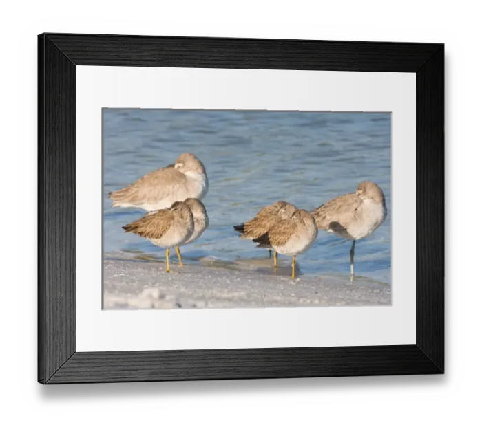 Framed Print : Short-billed dowitchers and a willets rest on North Beach at Fort De Soto Park in Pinellas County Framed Print : Short-billed dowitchers and a willets rest on North Beach at Fort De Soto Park in Pinellas County