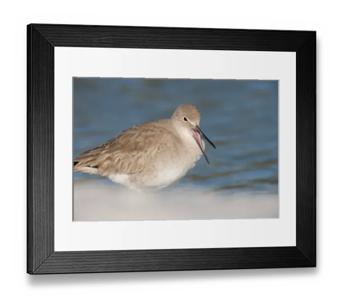 Framed Print : Willets, Catoptrophorus semipalmatus, at Fort De Soto Park in Pinellas County, Florida Framed Print : Willets, Catoptrophorus semipalmatus, at Fort De Soto Park in Pinellas County, Florida