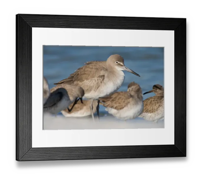 Framed Print : Willets, Catoptrophorus semipalmatus, at Fort De Soto Park in Pinellas County, Florida Framed Print : Willets, Catoptrophorus semipalmatus, at Fort De Soto Park in Pinellas County, Florida