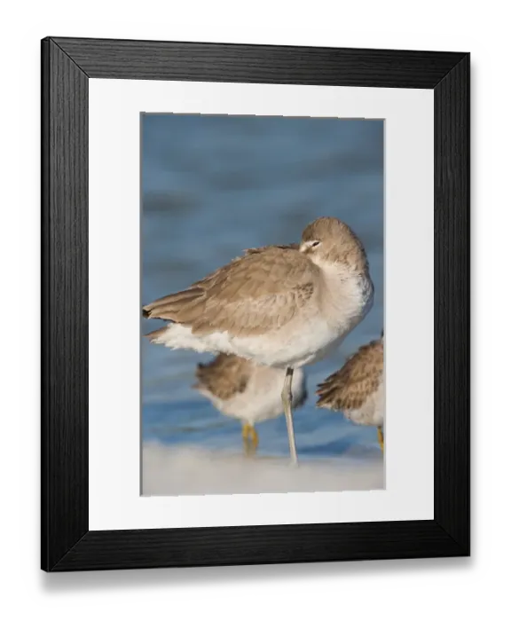 Framed Print : Willets, Catoptrophorus semipalmatus, at Fort De Soto Park in Pinellas County, Florida Framed Print : Willets, Catoptrophorus semipalmatus, at Fort De Soto Park in Pinellas County, Florida