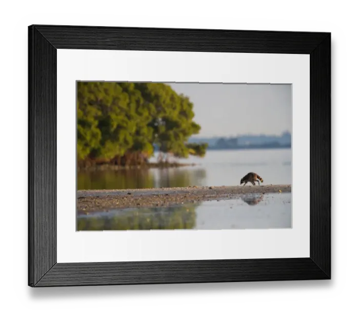 Framed Print : A raccoon at Fort De Soto Park in Pinellas County, Florida Framed Print : A raccoon at Fort De Soto Park in Pinellas County, Florida