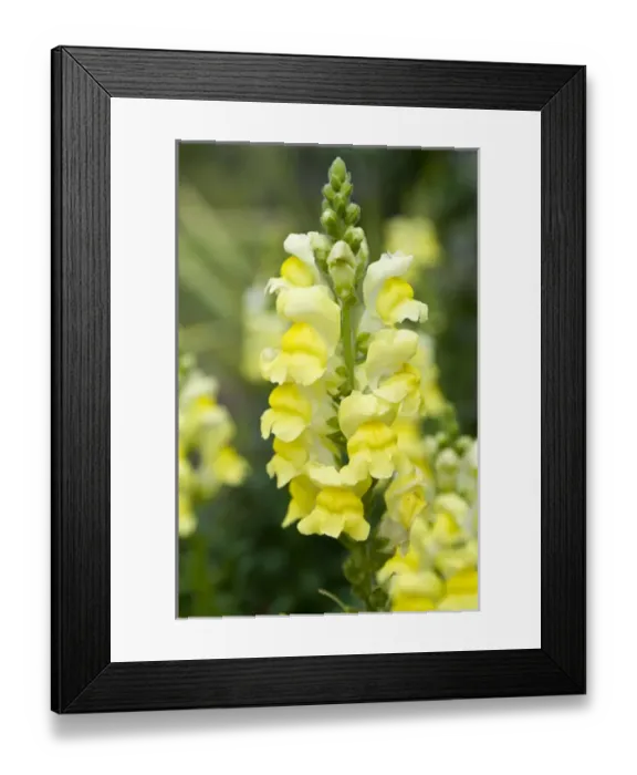 Framed Print : North America, Florida, Lake Wales, Bok Sanctuary Framed Print : North America, Florida, Lake Wales, Bok Sanctuary