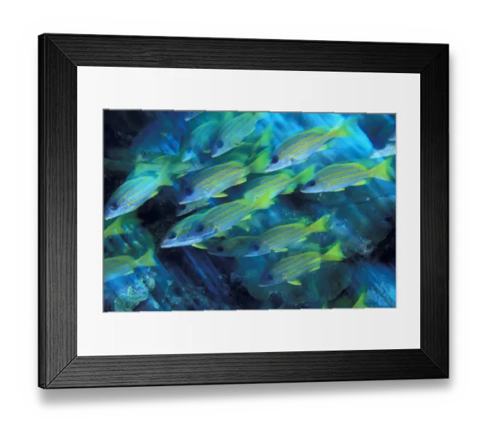 Framed Print : Asia, Micronesia, Palau. Yellowstriped Snapper (Lutjanus kasmira) in motion Framed Print : Asia, Micronesia, Palau. Yellowstriped Snapper (Lutjanus kasmira) in motion