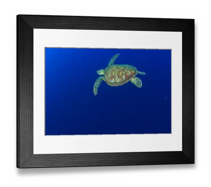 Framed Print : Hawksbill Turtle, Palau, Micronesia, Rock Islands, World Heritage Site, Western Pacific Framed Print : Hawksbill Turtle, Palau, Micronesia, Rock Islands, World Heritage Site, Western Pacific