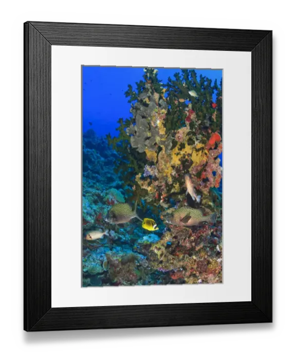 Framed Print : Harlequin Sweetlips (Plectorhinchus chaetodoniodes), Butterflyfish, & Glasseye, Palau Framed Print : Harlequin Sweetlips (Plectorhinchus chaetodoniodes), Butterflyfish, & Glasseye, Palau