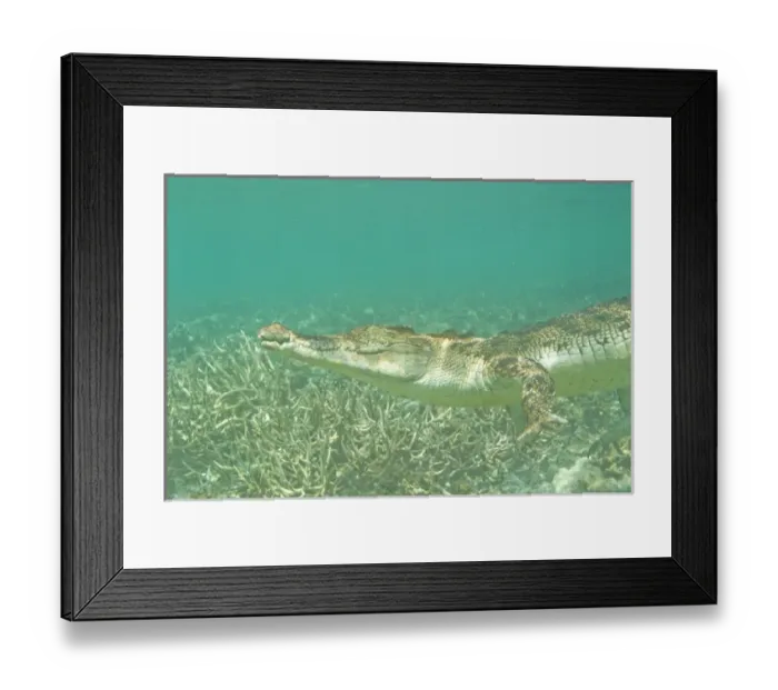 Framed Print : Saltwater Crocodile (Crocodylus porosus), Rock Islands, Palau, Micronesia, Western