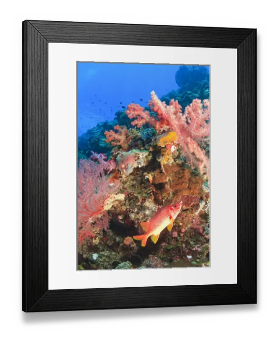 Framed Print : Sabre Squirrelfish (Sargocentron spiniferum) & sSoft Coral Trees, Palau, Micronesia Framed Print : Sabre Squirrelfish (Sargocentron spiniferum) & sSoft Coral Trees, Palau, Micronesia