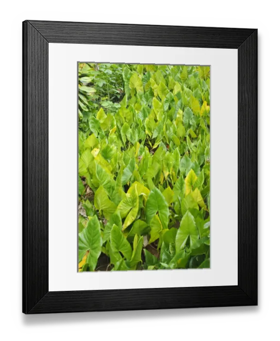 Framed Print : Yap. Taro field Framed Print : Yap. Taro field