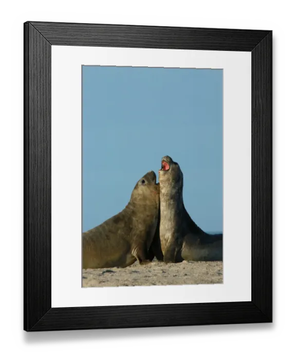 Framed Print : Argentina: Valdes Peninsula, Patagonia, pair of Punta Delgada, Southern elephant seals Framed Print : Argentina: Valdes Peninsula, Patagonia, pair of Punta Delgada, Southern elephant seals
