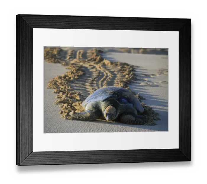 Framed Print : Green Sea Turtle (Chelonia mydas) Female returning to sea after nesting, Ascension Island