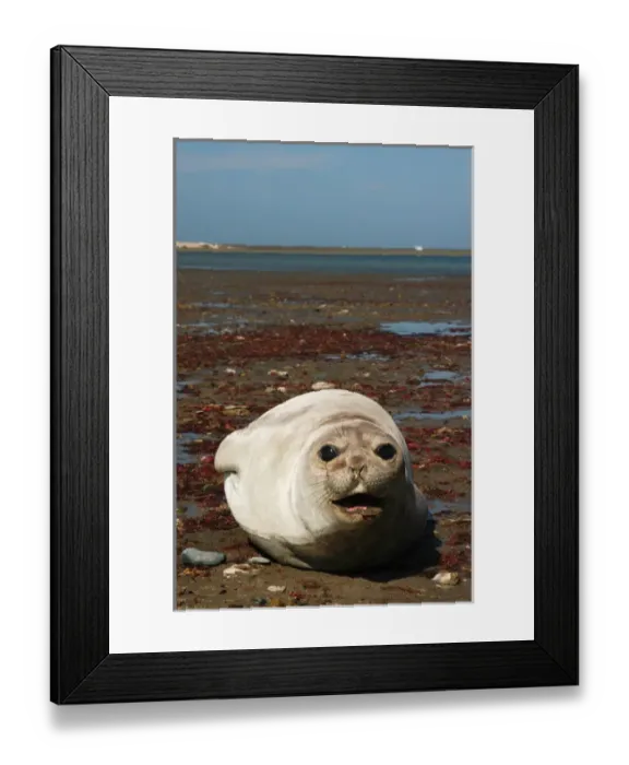 Framed Print : Argentina: Valdes Peninsula, Patagonia, Punta Delgada, Southern elephant seal(Mirounga Framed Print : Argentina: Valdes Peninsula, Patagonia, Punta Delgada, Southern elephant seal(Mirounga