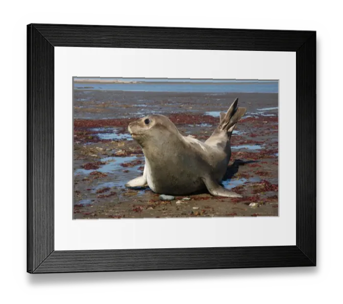Framed Print : Argentina: Valdes Peninsula, Patagonia, Punta Delgada, Southern elephant seal(Mirounga
