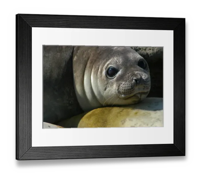 Framed Print : Argentina: Valdes Peninsula, Patagonia, Punta Delgada, Southern elephant seals (Mirounga leonina) Framed Print : Argentina: Valdes Peninsula, Patagonia, Punta Delgada, Southern elephant seals (Mirounga leonina)