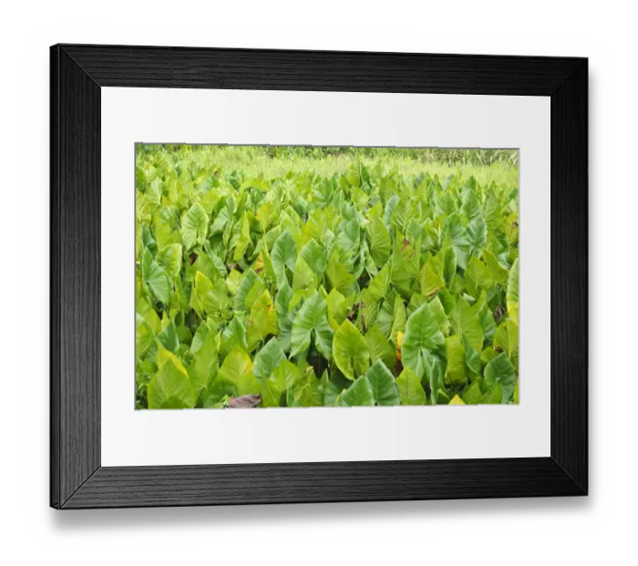 Framed Print : Yap. Taro field Framed Print : Yap. Taro field