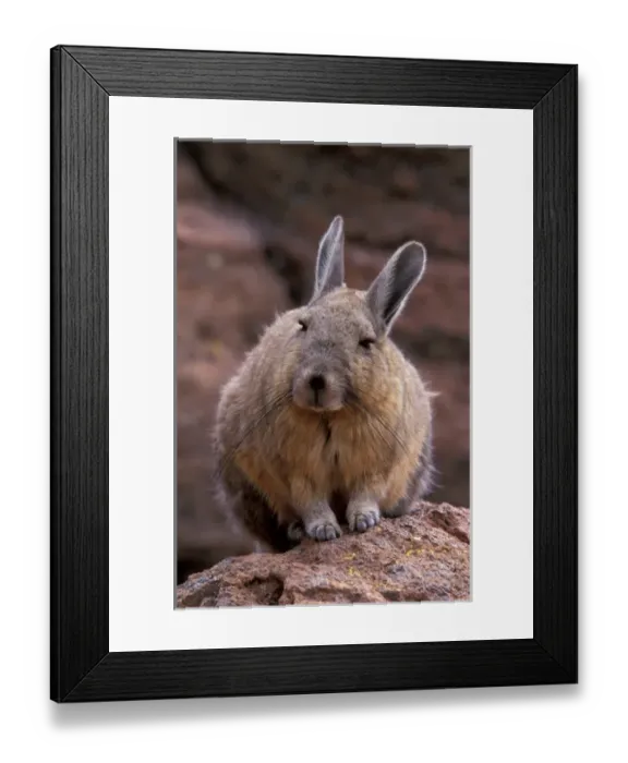 Framed Print : South America, Bolivia, Altiplano Mountain Viscacha