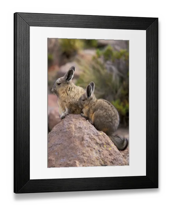 Framed Print : South America, Bolivia, Altiplano Mountain viscacha Framed Print : South America, Bolivia, Altiplano Mountain viscacha