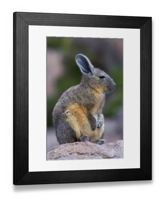Framed Print : South America, Bolivia, Altiplano Mountainn Vischacha Framed Print : South America, Bolivia, Altiplano Mountainn Vischacha