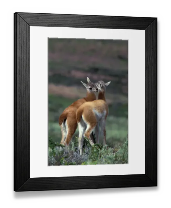 Framed Print : South America, Chile, Torres del Paine NP Guanaco (Lama guanicoe) Framed Print : South America, Chile, Torres del Paine NP Guanaco (Lama guanicoe)