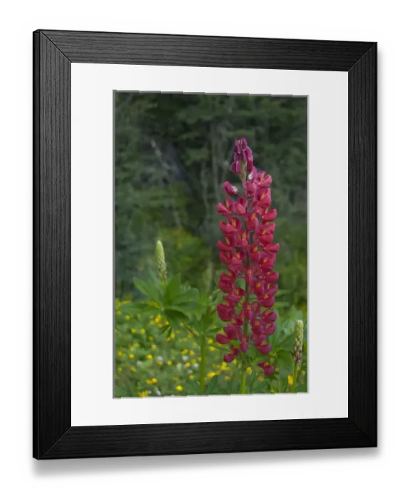 Framed Print : Argentina, Ushuaia. Wild lupine Framed Print : Argentina, Ushuaia. Wild lupine