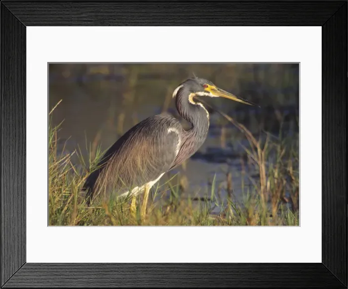 Framed Print : Tricolored Heron (Egretta tricolor), Merritt Island National Wildlife Refuge, Florida Framed Print : Tricolored Heron (Egretta tricolor), Merritt Island National Wildlife Refuge, Florida
