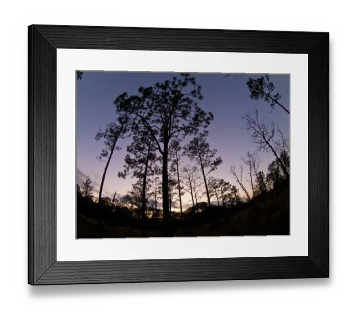 Framed Print : Apalachicola Bluffs and Ravines Preserve, near Apalachicola River, Panhandle, Florida Framed Print : Apalachicola Bluffs and Ravines Preserve, near Apalachicola River, Panhandle, Florida