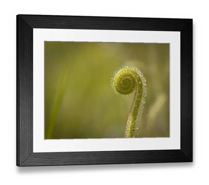 Framed Print : Dew-threads carnivorous plants, Apalachicola National Forest