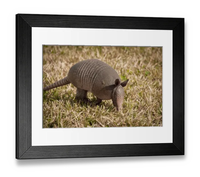 Framed Print : Armadillo, Merritt Island National Wildlife Refuge, Kennedy Space Center, Florida Framed Print : Armadillo, Merritt Island National Wildlife Refuge, Kennedy Space Center, Florida