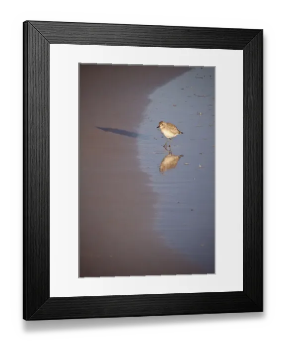 Framed Print : Shorebird (plover) on beach, Daytona Beach, FL Framed Print : Shorebird (plover) on beach, Daytona Beach, FL