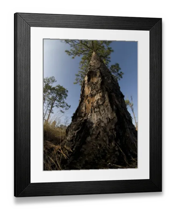 Framed Print : Fire scars on longleaf pine, longleaf pine and wiregrass ecosystem, Apalachicola Bluffs Framed Print : Fire scars on longleaf pine, longleaf pine and wiregrass ecosystem, Apalachicola Bluffs