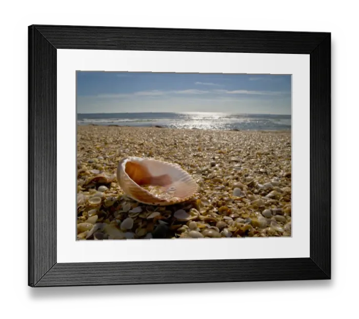 Framed Print : USA, Florida, St. Augustine, shells on the coastline