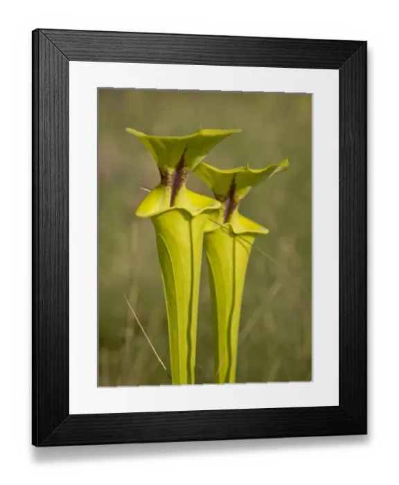 Framed Print : Yellow pitcher plants, Apalachicola National Forest, Florida Panhandle Framed Print : Yellow pitcher plants, Apalachicola National Forest, Florida Panhandle