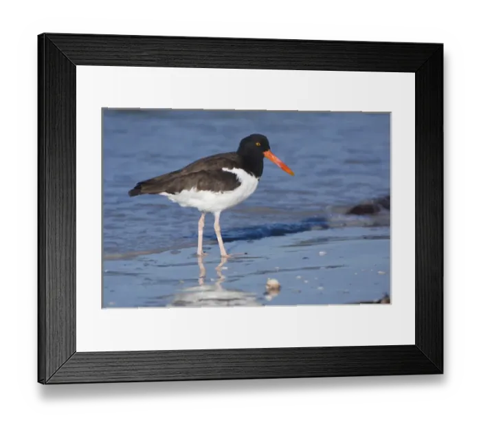 Framed Print : USA, Florida, Ft. Myers Beach, American Oystercatcher (Haematopus palliatus) Framed Print : USA, Florida, Ft. Myers Beach, American Oystercatcher (Haematopus palliatus)