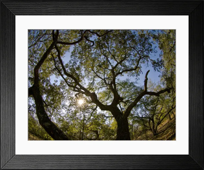Framed Print : Oaks, Apalachicola Bluffs and Ravines Preserve, near Apalachicola River, Panhandle Framed Print : Oaks, Apalachicola Bluffs and Ravines Preserve, near Apalachicola River, Panhandle