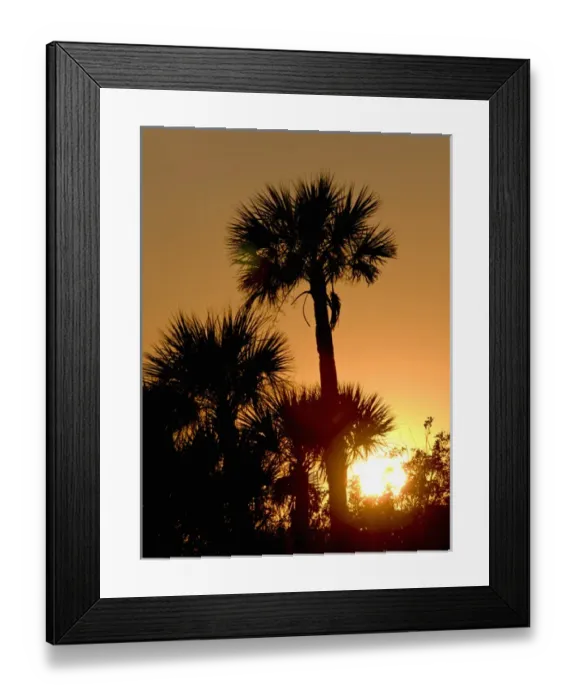 Framed Print : USA, Merrit Island National Wildlife Refuge, cabbage palms at sunset Framed Print : USA, Merrit Island National Wildlife Refuge, cabbage palms at sunset