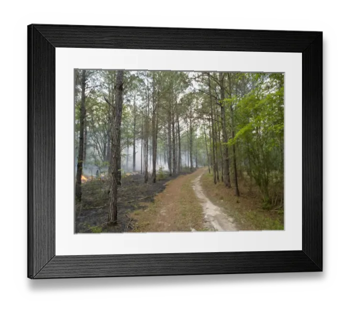 Framed Print : Prescribed burn, Rockhill Preserve, Nature Conservancy, Florida Framed Print : Prescribed burn, Rockhill Preserve, Nature Conservancy, Florida