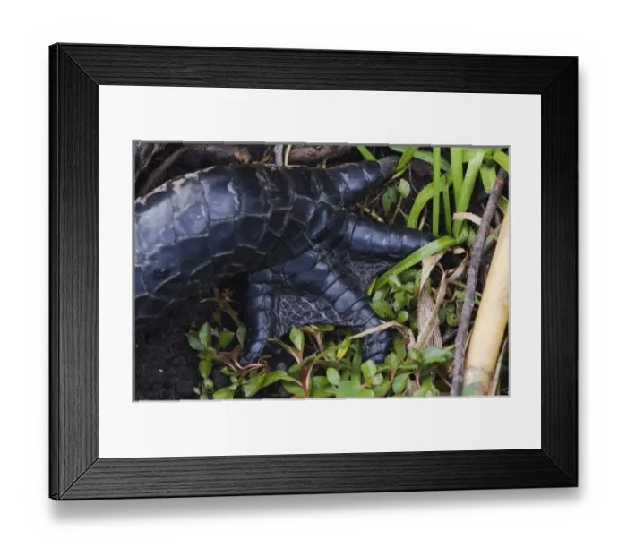 Framed Print : USA, Florida, Everglades NP, American Alligator Foot (Alligator mississippiensis) Framed Print : USA, Florida, Everglades NP, American Alligator Foot (Alligator mississippiensis)