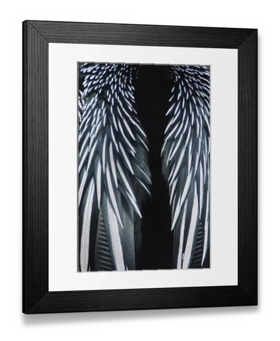 Framed Print : USA, Floirda, Everglades NP, Anhinga Feather Detail (Anhinga anhinga)