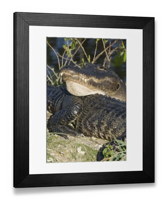 Framed Print : USA, Florida, Everglades NP, American Alligators (Alligator mississippiensis) Framed Print : USA, Florida, Everglades NP, American Alligators (Alligator mississippiensis)