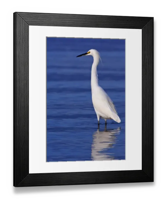 Framed Print : USA, FL, Ft. Myers Beach, Snowy Egret (Egretta thula) Framed Print : USA, FL, Ft. Myers Beach, Snowy Egret (Egretta thula)