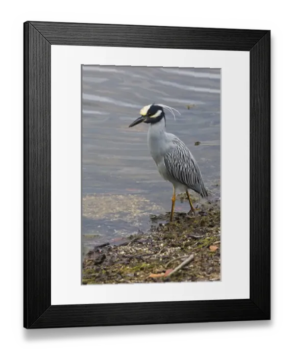 Framed Print : USA, FL, Sanibel, Yellow-Crowned Night Heron (Nycticorax violaceus) Framed Print : USA, FL, Sanibel, Yellow-Crowned Night Heron (Nycticorax violaceus)