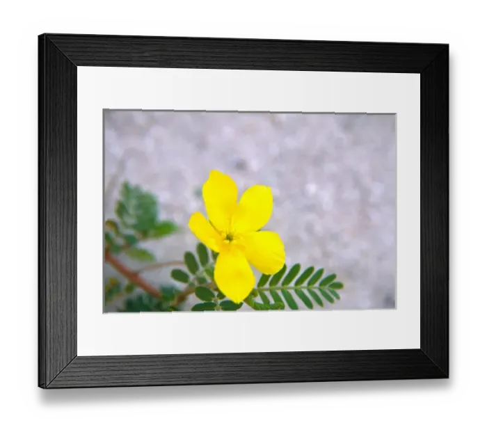 Framed Print : NA, USA, Florida, Florida Keys, Yellow Wildflower, Primerose Framed Print : NA, USA, Florida, Florida Keys, Yellow Wildflower, Primerose