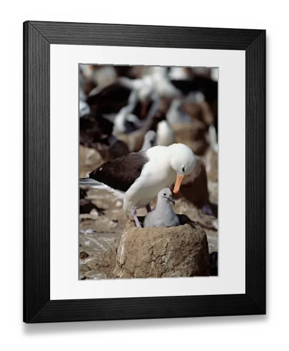 Framed Print : Black-browed Albatross (Diomedea melanophris) on nest with chick in the Falkland Islands