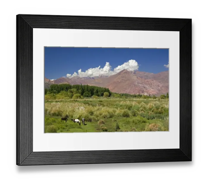 Framed Print : Horse graze in front of the Andes Mountain Range near Upsallata, Argentina Framed Print : Horse graze in front of the Andes Mountain Range near Upsallata, Argentina