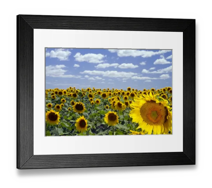 Framed Print : Sunflowers grow on farmland on the Pampas of Argentina
