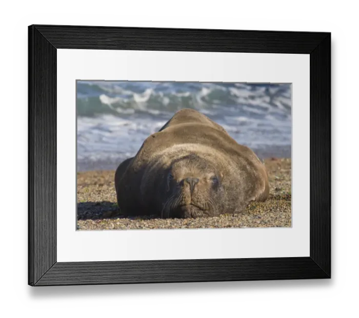 Framed Print : sea lion, Peninsula Valdez, Chubut Province. Unesco World Heritage Site, Patagonia