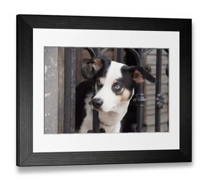 Framed Print : South America, Argentina, Buenos Aires, quarter San Telmo, dog on a balcony Framed Print : South America, Argentina, Buenos Aires, quarter San Telmo, dog on a balcony