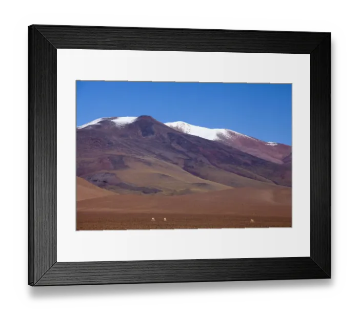 Framed Print : South America, Argentina, Province Catamarca, vicunas in the high plateau Framed Print : South America, Argentina, Province Catamarca, vicunas in the high plateau