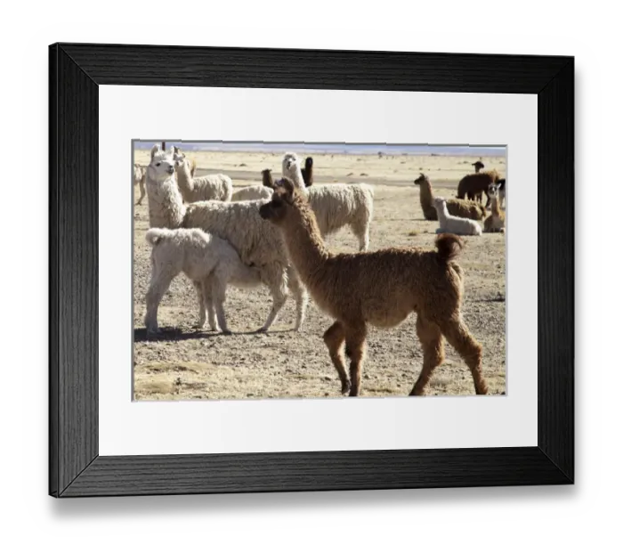 Framed Print : South America, Argentina, Province Jujuy, Department Santa Catalina, lama herd in